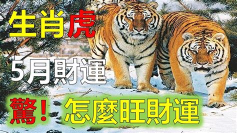 屬虎2023運勢|【2023屬虎每月運勢】2023屬虎每月運勢完整解析！揭曉虎年逐。